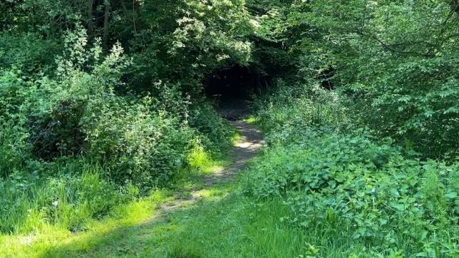 sentier