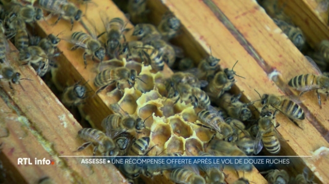 Un apiculteur de la région namuroise s'est fait voler ses ruches, il y a quelques jours. Pour les retrouver, il offre une récompense. Ce genre de vol est une réalité même s'il n'est pas toujours déclaré.