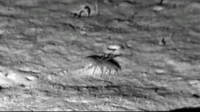 Grâce à des caméras résistantes à la pression, des chercheurs ont pu capturer ces images exceptionnelles de cette créature des fonds marins