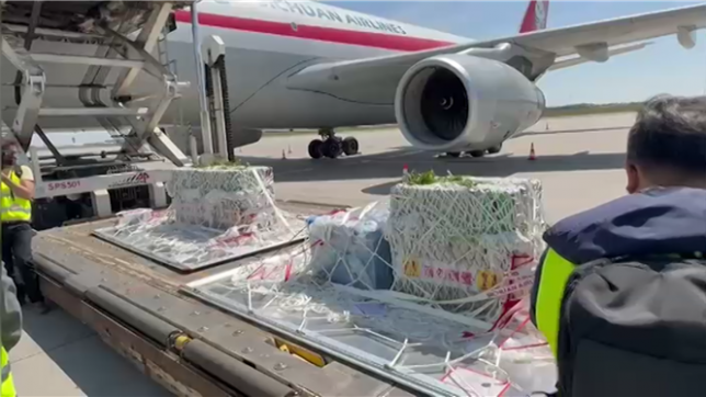 Trois singes dorés du Qinling, une sous-espèce en danger, sont arrivés en Belgique, marquant un événement inédit pour la préservation de la biodiversité. Ce partenariat scientifique avec la China Wildlife Conservation Association s'inscrit dans une démarche de sensibilisation et de recherche, et permet également de renforcer les liens diplomatiques entre la Chine et la Belgique.