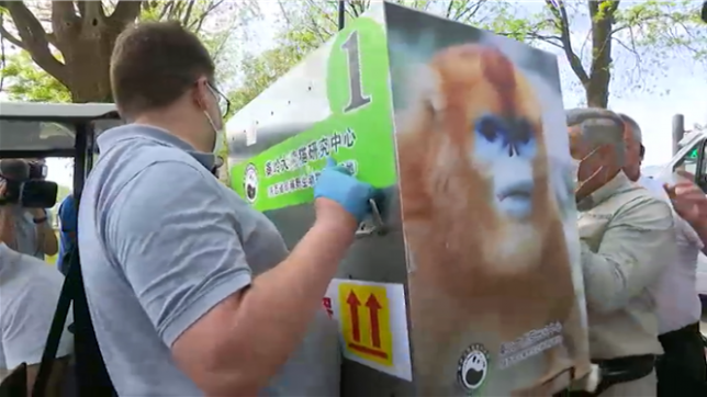 Arrivés de chine par avion, les trois singes dorés sont arrivés à Pairi Daiza.