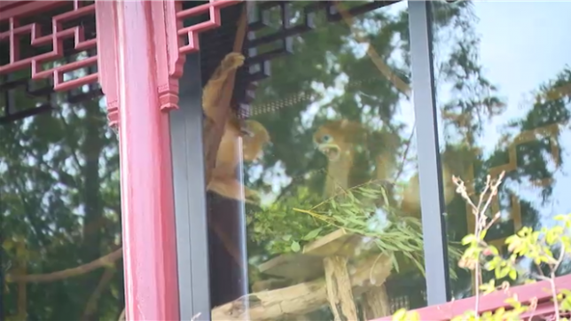 Trois singes dorés du Qinling, une sous-espèce en danger, sont arrivés en Belgique, marquant un événement inédit pour la préservation de la biodiversité. Ce partenariat scientifique avec la China Wildlife Conservation Association s'inscrit dans une démarche de sensibilisation et de recherche, et permet également de renforcer les liens diplomatiques entre la Chine et la Belgique.