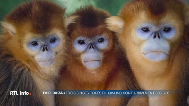 Trois singes dorés sont arrivés de Chine à Zaventem et ont pris la direction du parc animalier de Pairi Daiza. Ils sont prêtés au parc dans le cadre d'un programme de conservation de cette espèce en danger. De nombreux curieux ont assisté à cette arrivée.
