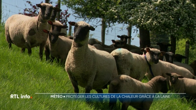 Face à la sécheresse, des maraîchers adoptent une technique locale et écologique : la laine de mouton. Elle préserve l'humidité des sols et limite les mauvaises herbes, tout en offrant une alternative pour l'isolation. A Malmedy, cette ressource naturelle gagne du terrain comme solution durable.