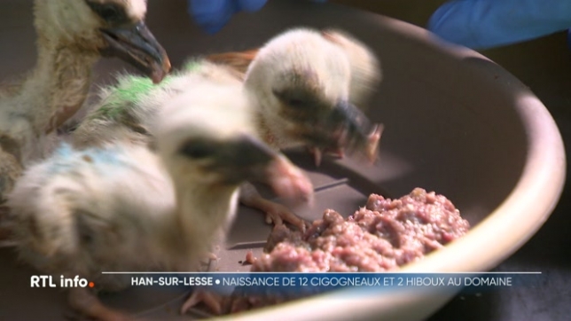 Aux grottes de Han, la vie éclot avec la naissance de 12 cigogneaux, pesant 70 grammes à leur arrivée. Les soigneurs veillent sur leur premier nourrissage. Par ailleurs, deux hiboux grands-ducs ont rejoint le domaine, enrichissant la biodiversité du parc animalier. Un spectacle naturel captivant !