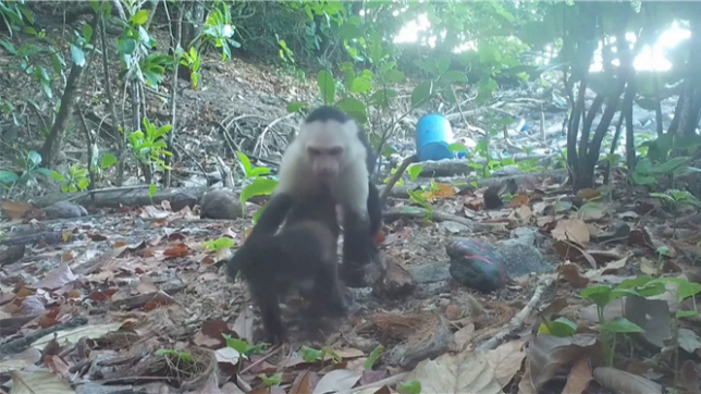 De jeunes mâles capucins trompent leur ennui en cédant à une tradition étrange: ils kidnappent des bébés singes hurleurs, dans ce qui semble pour des scientifiques le premier exemple d'animaux capturant sans raison apparente les petits d'une autre espèce.