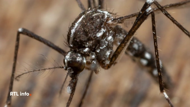 Les redoutables moustiques-tigres sont de retour chez nous. Et ils sont même en train de s'implanter durablement. Ces moustiques peuvent transmettre des maladies virales et doivent donc être surveillés de près. Les citoyens sont d'ailleurs invités à signaler leur présence.