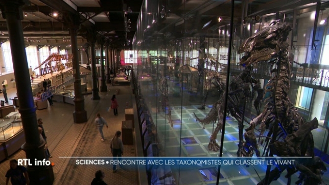 Les taxonomistes sont des scientifiques chargés de découvrir et de classer de nouvelles espèces animales mais ils manquent de bras et de moyens. Cette journée du 23 mai est consacrée à mettre leur travail en lumière un peu partout en Europe, notamment au musée des sciences naturelles de Bruxelles.