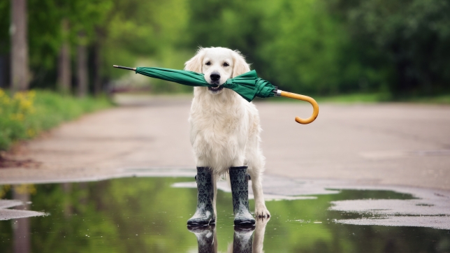 pluie chien