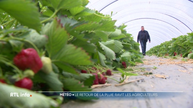 La pluie, qui a fait son apparition par endroit ce matin, devrait encore tomber dans les prochains jours, mettant fin, du moins provisoirement, à la sécheresse exceptionnelle qui touche le nord de l'Europe depuis plusieurs semaines.