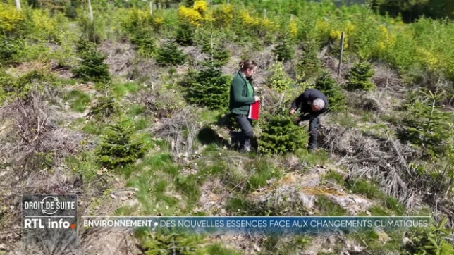 En 2019, la Société royale forestière de Belgique plantait à Lierneux des essences d'arbres venues de l'étranger, comme le cèdre de l'Atlas, le sapin de Nordman et le Douglas de Californie, qui pourraient mieux résister aux hivers rigoureux et à la sécheresse. Qu’en est-il aujourd’hui, 6 ans après ?