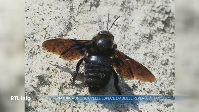 Une nouvelle espèce d'abeille, le xylocope panard, a été observée pour la première fois en Wallonie. Elle a été repérée en avril à Hamois, puis en Gaume. Cette découverte marque une première présence confirmée de cet insecte inédit dans la région.