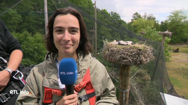 Il n'y a jamais eu autant de nids de cigognes au parc Planckendael. Cette saison, une centaine de couples se sont unis, entraînant de nombreuses naissances de cigogneaux. Une vaste opération de baguage des oisillons est en cours. Le point en direct avec Claire Carosone.