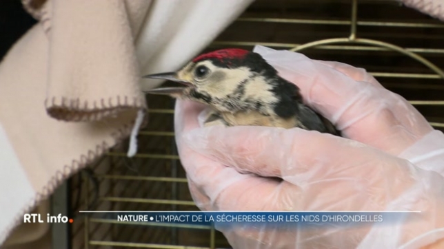 Malgré les dernières pluies, tout risque de sécheresse n'est pas écarté pour cet été. La situation s'avère encore problématique, notamment pour la nidification des hirondelles. Au Centre de soins pour animaux sauvages de Virelles, on craint de nombreuses arrivées de ces oiseaux.