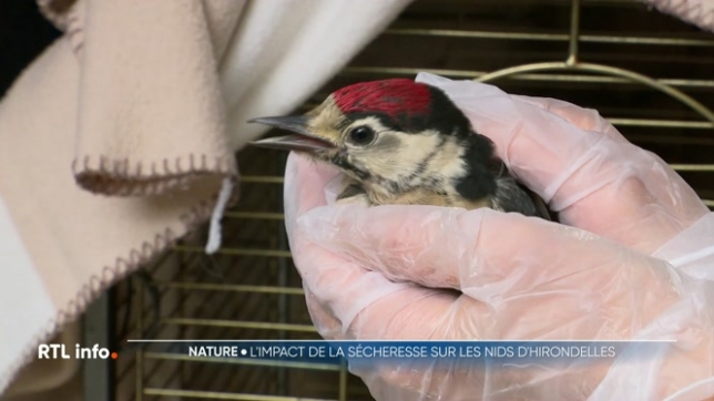 Malgré les dernières pluies, tout risque de sécheresse n'est pas écarté pour cet été. La situation s'avère encore problématique, notamment pour la nidification des hirondelles. Au centre de revalidation des oiseaux sauvages de Virelles, on craint de devoir soigner un grand nombre de volatiles.