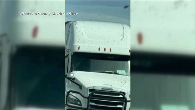 Un camion renversé dans l’État de Washington libère 250 millions d’abeilles, poussant la police à alerter la population. Routes fermées et apiculteurs mobilisés près de la frontière canadienne pour gérer l’impressionnant essaim en liberté.