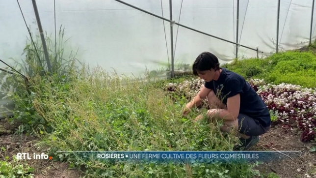 En route pour Rosières, dans le Brabant wallon, pour la visite d’une ferme florale. On y cultive des fleurs comestibles et des herbes aromatiques, utilisées notamment en restauration.