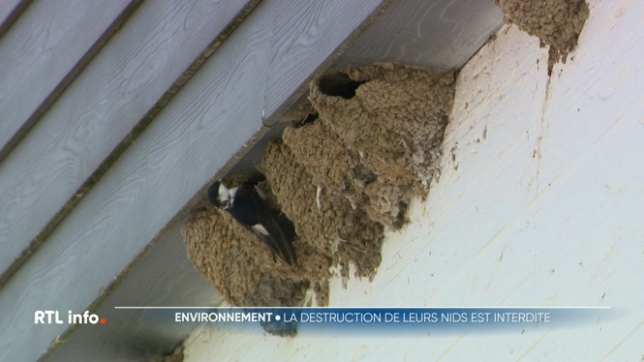 Sachez qu'il est interdit de détruire un nid d'hirondelles qui est une espèce protégée. Cela pourrait d'ailleurs vous valoir une amende très salée.