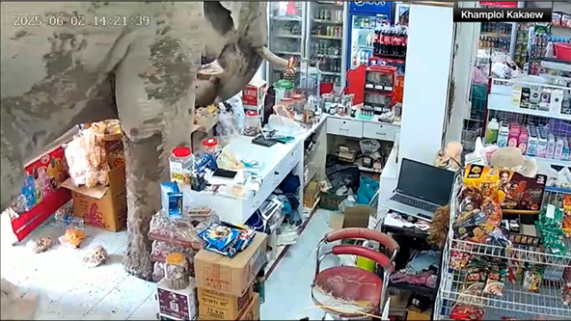 Un éléphant sauvage a pris au dépourvu les commerçants d'un magasin de proximité en Thaïlande ce lundi, lorsqu'il s'est précipité dans le commerce à la recherche de nourriture.