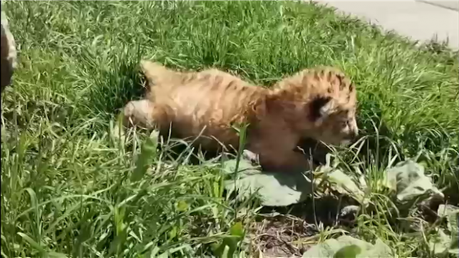 À Suceava, en Roumanie, un lion et une femelle tigre ont donné naissance à un « ligre ». Actuellement, seuls quelques douzaines de ligres vivent dans le monde.