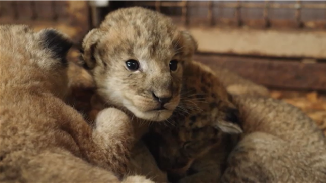 Cinq lionceaux passent leur premier examen médical au zoo Dyreparken, dans le sud de la Norv++ège. Les trois mâles et les deux femelles qui sont nés le 19 mai reçoivent chacun une puce d'identification, avant d'être pesés et examinés par le personnel du zoo. Ils sont tous en bonne santé. Leur mère, Kira, les retrouve ensuite.