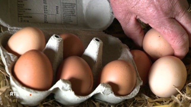 S'appuyant sur un rapport du Conseil scientifique indépendant (CSI), le ministre wallon de la Santé Yves Coppieters invite les personnes vivant dans les communes contaminées par les PFAS à ne plus consommer les oeufs de leur poulailler, par mesure de précaution sanitaire. Explications.