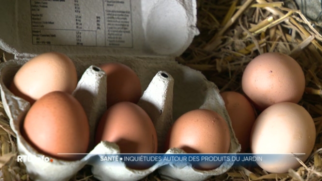 S'appuyant sur un rapport du Conseil scientifique indépendant (CSI), le ministre wallon de la Santé Yves Coppieters invite les personnes vivant dans les communes contaminées par les PFAS à ne plus consommer les oeufs de leur poulailler, par mesure de précaution sanitaire. Explications.