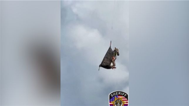 Un hélicoptère a été mobilisé pour extraire l'animal d'une zone boisée après plusieurs jours de recherches menées par les autorités locales.