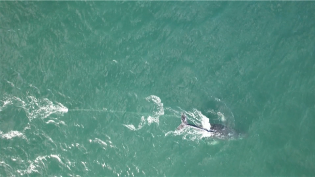 En Australie, une baleine s'est enchevêtrée dans une corde.