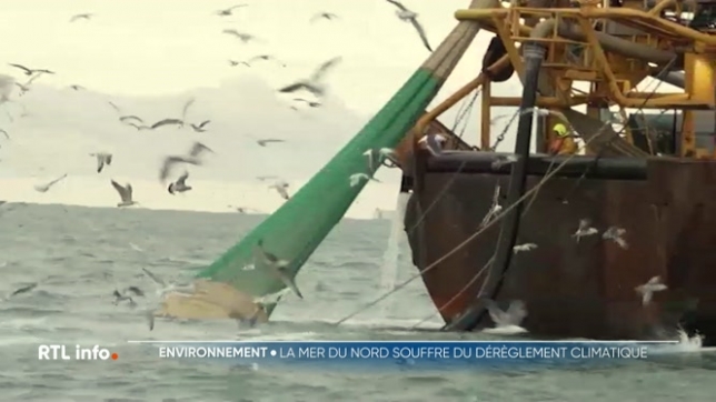La conférence de l'ONU pour la sauvegarde des océans s'est ouverte à Nice. La Belgique est aussi concernée par cette problématique, notamment à travers ce qui se passe en Mer du Nord. Contrairement à ce qu'on pourrait croire, “notre mer abrite une biodiversité remarquable.