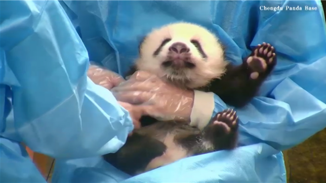 Un petit panda coopère poliment lors d'un examen médical essentiel dans des images récemment diffusées par la base de recherche de Chengdu sur l'élevage des pandas géants.