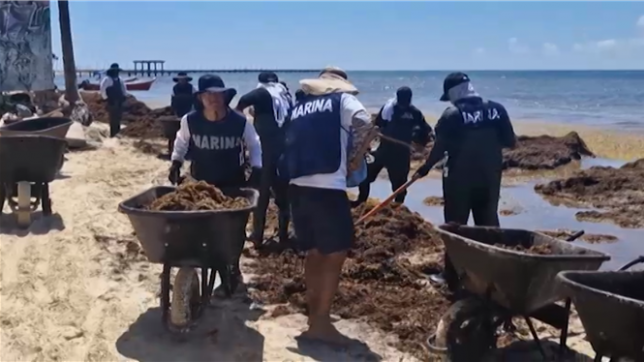 Alors que les touristes arrivent au Mexique pour découvrir les plages des Caraïbes couvertes d'algues, des scientifiques ont détecté par satellite une ceinture massive d'algues dérivant à travers l'Atlantique, ce qui fait craindre une saison record.