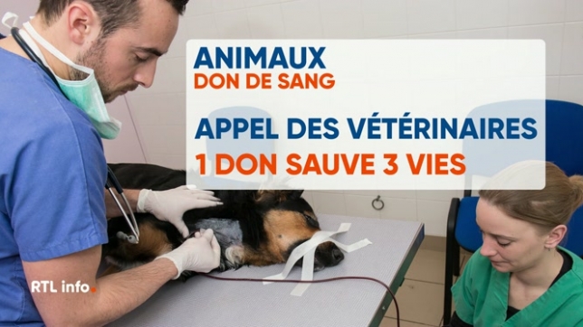 Les vétérinaires lancent un appel aux propriétaires d’animaux : les dons de sang sont essentiels aussi pour eux. La pénurie de donneurs est préoccupante, alors qu’un seul don peut sauver trois vies. Des critères spécifiques doivent cependant être respectés pour garantir la sécurité des transfusions.