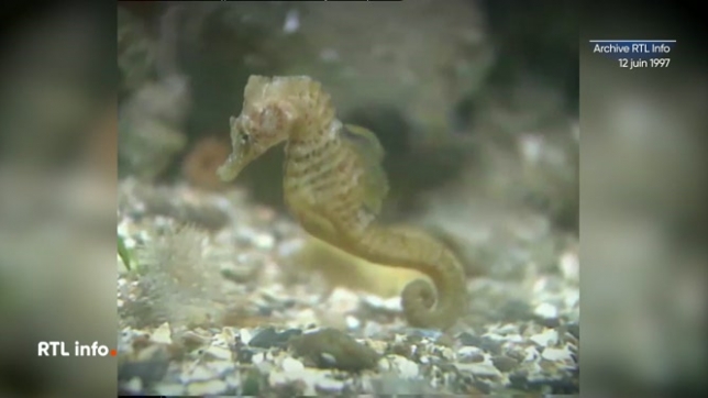 Des 4 hippocampes récupérés en mer du Nord, deux ont survécu et ont été accueillis à l'aquarium d'Ostende. L'hippocampe est un poisson d'eau chaude et tempérée, surtout présent en Méditerranée et sur une partie de la côte atlantique.