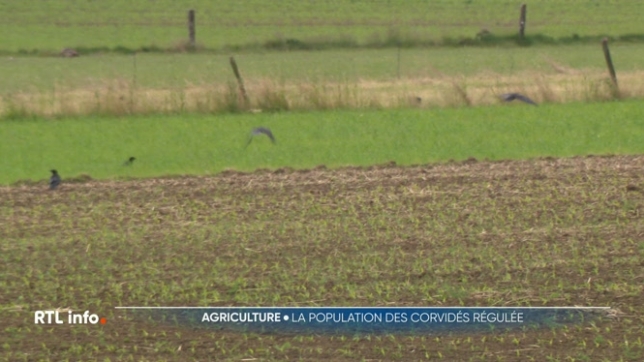 Les corbeaux et autres espèces de corvidés sont en augmentation chez nous selon Natagora, plus 25% en 20 ans. A tel point que les agriculteurs constatent de plus en plus de dégâts faits aux semis dans les champs. Ils pourraient les abattre plus facilement. Explications.