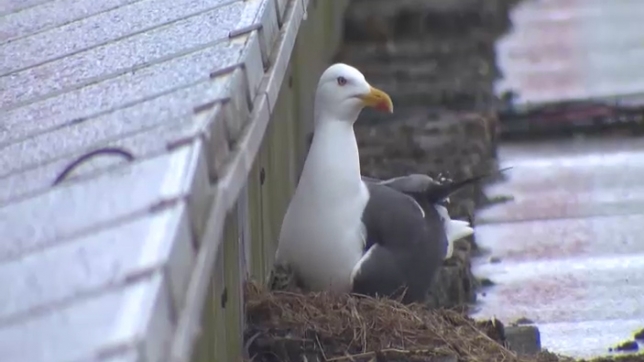Une mouette à Ostende