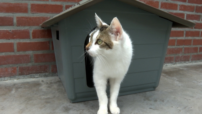 Une hausse des abandons d’animaux