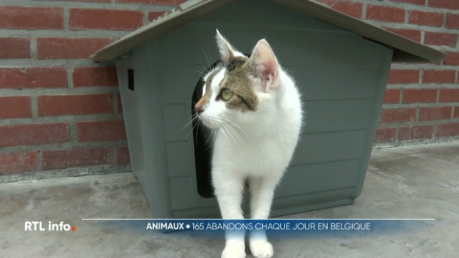 A l'approche des vacances d'été, les associations de défense des animaux sont une de plus inquiètes. Les abandons, déjà nombreux durant l'année (environ 165 par jour), ont tendance à augmenter. Une situation alarmante alors que les refuges sont déjà saturés. Exemple à Liège.