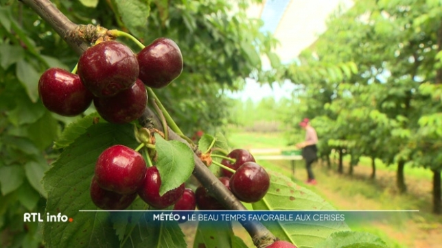 Vous les avez vu arriver dans les supermarchés ou sur les étals des maraîchers. Bonne nouvelle : la récolte des cerises belges a été très belle cette année. Le fruit est de qualité.