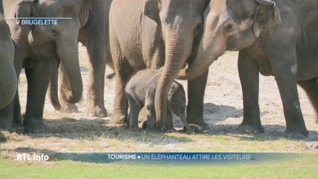 Les visiteurs du parc Pairi Daiza peuvent observer un nouvel animal depuis aujourd'hui. Un petit éléphant d'Asie est né, il suit déjà sa mère et le reste du troupeau. C'est le 16e éléphant d'Asie du parc. Les visiteurs pourront lui choisir un prénom dans les prochaines semaines.