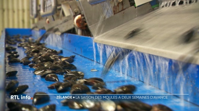 Les conditions favorables du début du printemps ont permis à la saison des moules de Zélande de débuter avec deux semaines d'avance. Elles seront dès demain dans nos supermarchés.