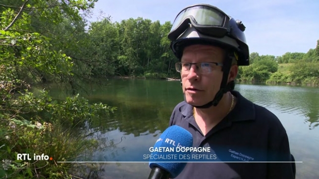 Un passant est convaincu d'avoir vu un caïman dans une réserve naturelle de la commune d'Oupeye. Les autorités, jugeant le témoignage fiable, ont bouclé le périmètre.