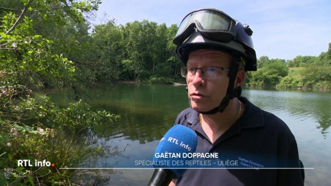 Un passant est convaincu d'avoir vu un caïman dans une réserve naturelle de la commune d'Oupeye. Les autorités, jugeant le témoignage fiable, ont bouclé le périmètre.