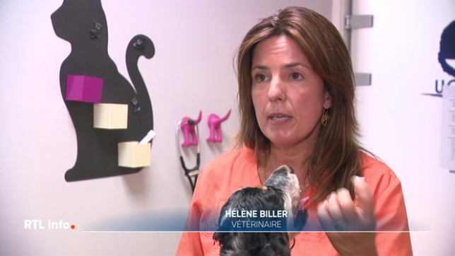 C'est la saison des épillets dans nos campagnes. Ces petites graminées peuvent blesser grièvement les animaux. Si vous promenez votre chien, voici quelques conseils pour s'en prémunir.