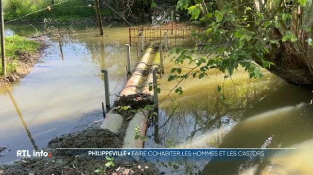 Le castor est une espèce protégée en Wallonie. Mais leurs barrages érigés sur les cours d'eau peuvent inonder certaines parcelles. A Philippeville, un cube de Morency a été installé sur le ruisseau Gérinaux pour limiter les inondations, et sans nuire aux castors.