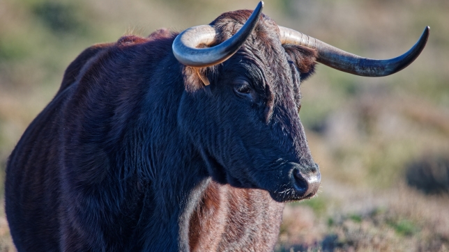 Un taureau de Camargue