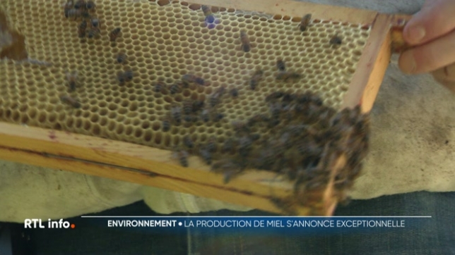 Les colonies d'abeilles ont bien prospéré cette année, grâce au printemps enseoleillé que nous avons connu. Les apiculteurs prévoient une production de miel deux fois supérieure à celle de l'année dernière, annonçant une année 2025 exceptionnelle.