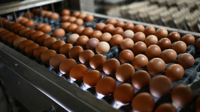 Image d’illustration d’œufs.