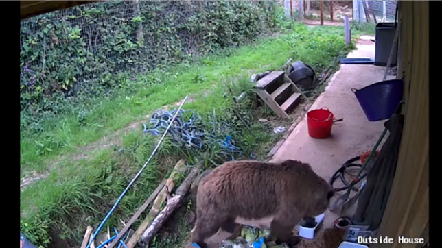 Un ours s'échappe d'un enclos au Royaume-Uni... et pille une réserve de miel
