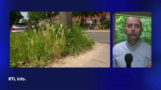 La saison des pollens de graminées s'étend habituellement de mai à juillet avec un pic durant le mois de juin. La vague de chaleur qui déferle sur une grande partie de l’Europe présente un risque élevé.